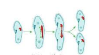  Cho hình ảnh sau:Hình ảnh trên mô tả quá trình sinh sản của trùng đế giày. Đây là hình thức (ảnh 1)