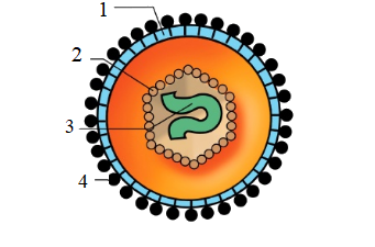  Quan sát hình ảnh mô tả cấu tạo của virut dưới đây. Thành phần cấu tạo gồm các số 1, 2, 3, 4 theo thứ tự lần lượt làB. vỏ ngoài, vỏ capsid, lõi nucleic acid, gai glycoprotein.D. gai glycopro (ảnh 1)