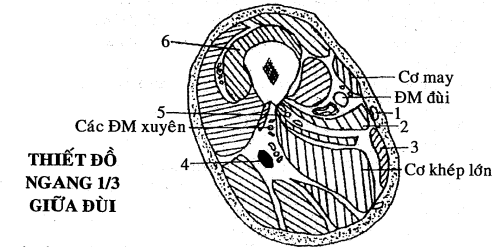  Chi tiết số (1) là : Dùng hình vẽ sau để trả lời các câu từ 154 đến 159 (ảnh 1)