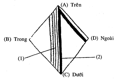  Cạnh AD tượng trưng choDùng hình vẽ Sơ đồ trám kheo để trả lời các câu 161, 162 (ảnh 1)