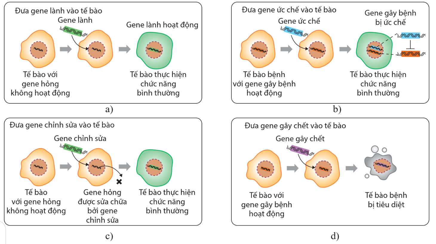 trang 36 Sách bài tập Sinh học 12: Nối thông tin cột A với cột B cho phù hợp.AB(a) Đưa gene lành vào tế bào(1) Tế bào bệnh bị tiêu diệt(b) Đưa gene chỉnh sửa vào tế bào(2) Gene lành hoạt động (ảnh 1)