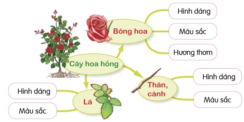 Trường hợp dưới đây chọn tả cây hoa hồng theo trình tự nào?  (ảnh 1)