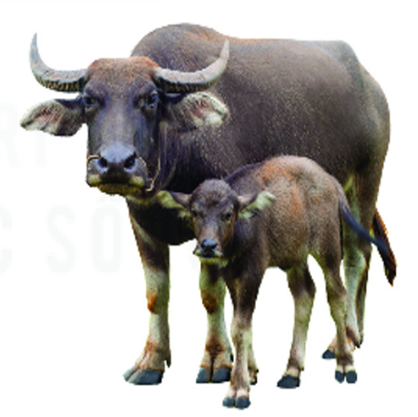 Quan sát tranh, đặc điểm nào không có ở con trâu? (ảnh 1)