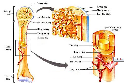  Các nan xương sắp xếp như thế nào trong mô xương xốp ? (ảnh 1)