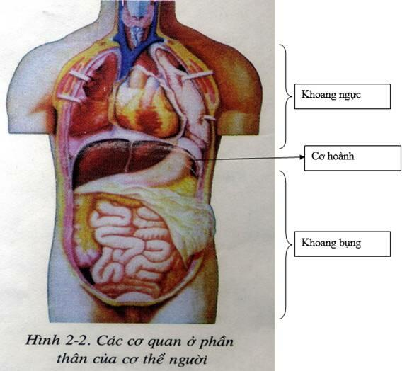  Cơ nào dưới đây ngăn cách khoang ngực và khoang bụng (ảnh 1)