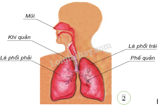  Các cơ quan trong hệ hô hấp là (ảnh 1)