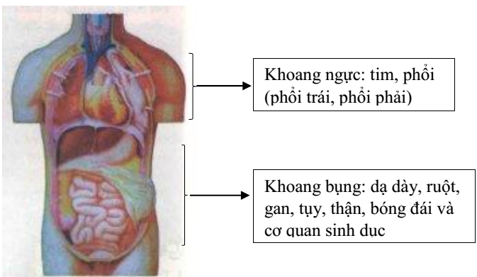  Ở cơ thể người, cơ quan nằm trong khoang ngực là: (ảnh 1)