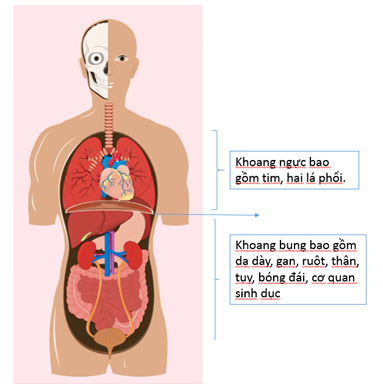  Ở người, khoang bụng và khoang ngực ngăn cách nhau bởi bộ phận nào ? (ảnh 1)