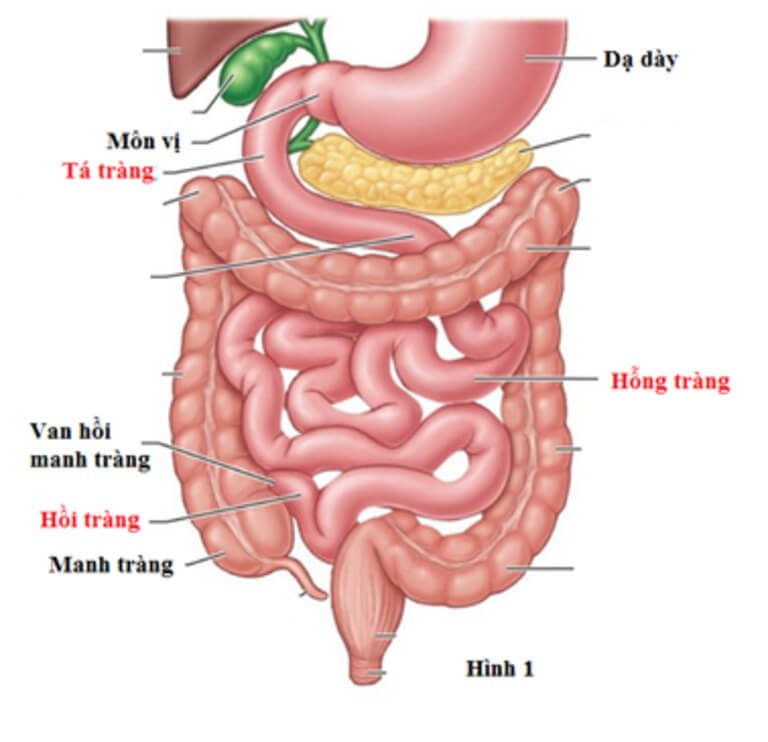  Trong hệ tiêu hoá ở người, bộ phận nào tiếp nhận thức ăn từ dạ dày? (ảnh 1)