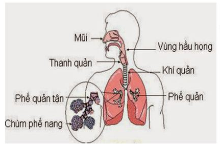  Trong đường dẫn khí của người, khí quản là bộ phận nối liền với (ảnh 1)
