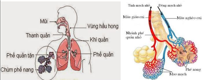  Bộ phận nào dưới đây không thuộc hệ hô hấp ? (ảnh 1)
