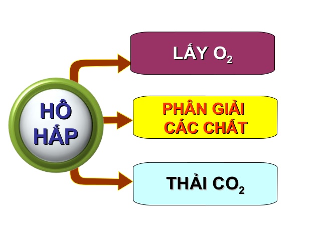  Trong quá trình hô hấp, con người sử dụng khí gì và loại thải ra khí gì ? (ảnh 1)