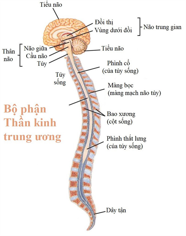  Ở hệ thần kinh người, bộ phận ngoại trung ương không bao gồm thành phần nào dưới đây ? (ảnh 1)