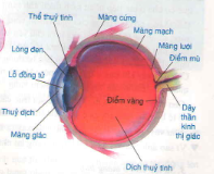  Cơ quan phân tích thị giác gồm có 3 thành phần chính, đó là (ảnh 1)