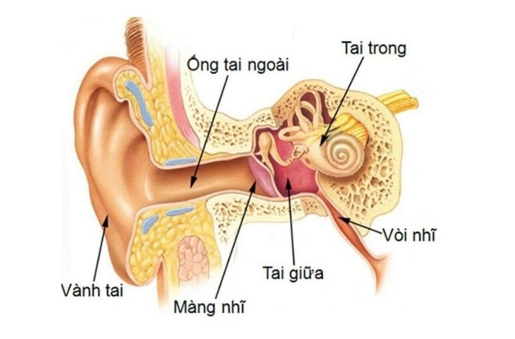  Ngăn cách giữa tai ngoài và tai giữa là (ảnh 1)