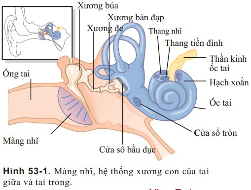  Ở người, loại xương nào dưới đây được gắn trực tiếp với màng nhĩ ? (ảnh 1)
