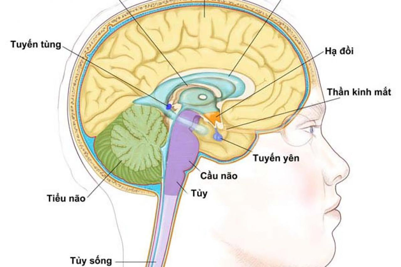  Trong cơ thể người, tuyến nội tiết nào đóng vai trò chỉ đạo hoạt động của hầu hết các tuyến nội tiết khác ? (ảnh 1)