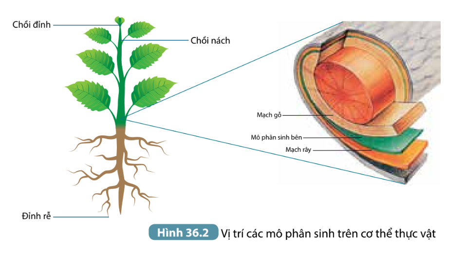 Quan sát các thành phần cấu trúc của mặt cắt ngang sẽ thấy các lớp cấu trúc theo thứ tự từ ngoài vào trong thân là: (ảnh 1)