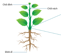  Chọn chú thích đúng cho hình sau :  Phương án trả lời đúng là?  (ảnh 2)