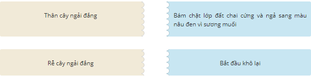 Thân và rễ cây ngải đắng thay đổi như thế nào khi mùa đông tới? (ảnh 1)