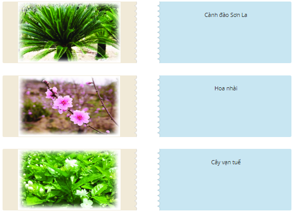 Quan sát tranh, ghép tên các loài cây và hoa bên lăng Bác phù hợp với tranh: (ảnh 1)