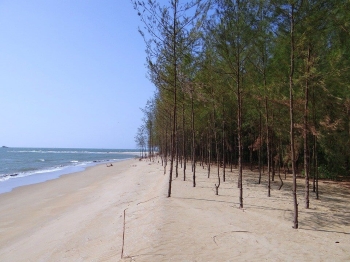 Cây phi lao thường được trồng trên loại đất nào? (ảnh 1)
