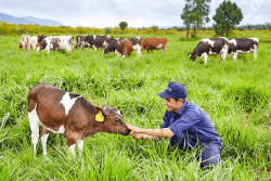 Chọn 2 đáp án đúng.Vì sao vùng Tây Nguyên có thế mạnh về chăn nuôi gia súc lớn (trâu, bò)? (ảnh 1)