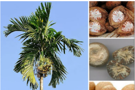  Em hãy chọn từ ngữ có vần “ao” hoặc “au” để chỉ các sự vật trong bức tranh dưới đây? (ảnh 1)