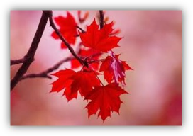  Chọn từ gọi tên sự vật trong hình ảnh sau.   (ảnh 1)
