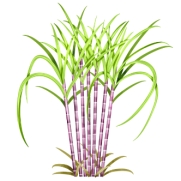  Điền vào chỗ trống:  m…. (ảnh 1)