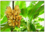 Nối1. a. xương rồng2.  b. buồng chuối (ảnh 1)