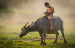  Điền vào chỗ trống:  Cậu bé …. trâu. (ảnh 1)