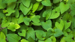  Điền vào chỗ trống:  Rau ….. cá (ảnh 1)