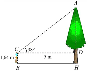 1. Cho hình vẽ bên. Tính số đo góc   α   và các độ dài   x , y   (góc làm tròn đến độ, độ dài làm tròn đến hàng phần trăm).    2) Để ước lượng chiều cao trong trường, bạn An đứng ở sân trường (theo phương thẳng đứng), mắt bạn An đặt tại vị trí điểm   C   cách mặt đất một khoảng   C B = D H = 1 , 64 m  và cách cây một khoảng   C D = B H = 5 m  . Tính chiều cao   A H   của cây (làm tròn kết quả đến hàng phần trăm của mét), biết góc nhìn   ˆ A C D   bằng   38 ∘   được minh họa ở hình bên (ảnh 2)
