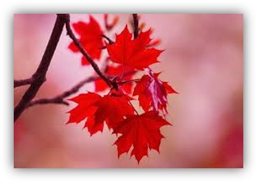  Chọn từ gọi tên sự vật trong hình ảnh sau.  (ảnh 1)