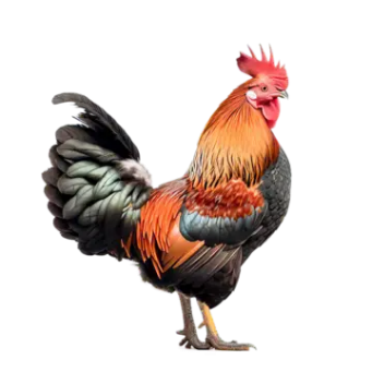  Điền vào chỗ trống: à (ảnh 1)