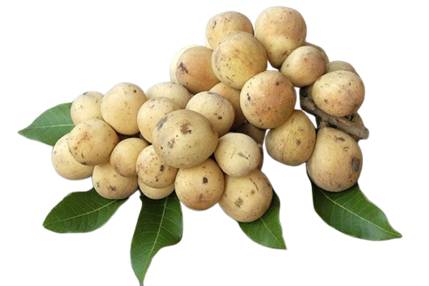  Nối từ với hình ảnh tương ứng 1. a. nhào lộn2.  b. bàn tròn3. c. bòn bon (ảnh 2)