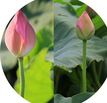  Đây là gì? b… sen (ảnh 1)