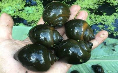  Nối từ với hình ảnh tương ứng 1. a. khướu2.  b. ốc bươu3. c. bướu lạc đà (ảnh 3)