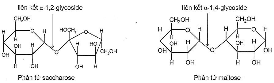 Cho cấu trúc phân tử saccharose và maltose như sau:a) Saccharose và maltose đều là các disaccharide và là đồng phân của nhau.b) Phân tử saccharose không còn nhóm -OH hemiacetal và nhóm -OH he (ảnh 1)