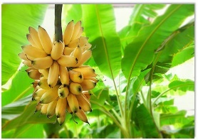  Nối1. a. xương rồng2.  b. buồng chuối (ảnh 1)