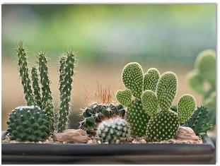  Nối1. a. xương rồng2.  b. buồng chuối (ảnh 2)