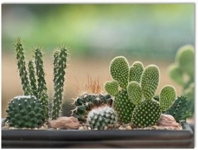  Điền vào chỗ trống: …. rồng (ảnh 1)
