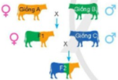 Phép lai trong hình dưới là: (ảnh 1)
