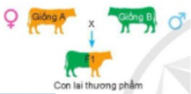 Phép lai trong hình dưới là: (ảnh 1)
