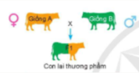 Phép lai trong hình dưới là: (ảnh 1)
