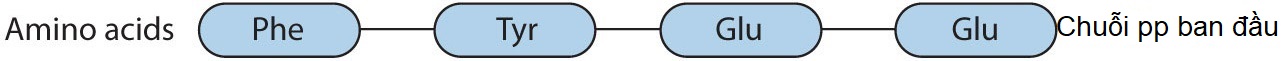 Cho trình tự amino acids của chuỗi polipeptide (pp) ban đầu như sau:

Sau khi xảy ra đột biến điểm đã tạo ra 4 chuỗi pp lần lượt như sau (cho biết vị trí amino acids màu đỏ là các aminos acid (ảnh 1)