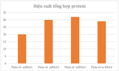 Hình bên mô tả hiệu suất tổng hợp protein của 4 phân tử mRNA được tổng hợp từ một phân tử DNA, hãy cho biết phân tử nào có nhiều ribosome tham gia vào quá trình dịch mã nhất?
(ảnh 1)