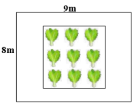 Bác Hai có một mảnh vườn hình chữ nhật với chiều dài 9 m và chiều rộng là 8 m.
(a) Tính diện tích mảnh vườn.
(b) Giữa mảnh vườn người ta làm miếng đất hình vuông cạnh 7 m dùng để trồng rau, (ảnh 1)