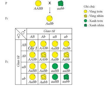 Thí nghiệm của Mendel ở cây đậu Hà Lan về hai tính trạng màu sắc hạt và hình dạng hạt được mô tả như hình dưới. Cho biết allele A quy định hạt vàng trội hoàn toàn so với allele a quy đinh hạt (ảnh 1)